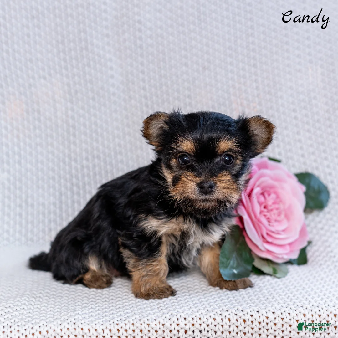 Morkie dogs for sale: Candy - Ad 1