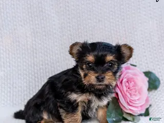 Morkie dogs Candy - Ad 29