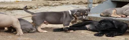 American Bully dogs for sale: Mr. Vegas - Ad 23
