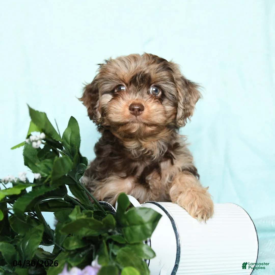 Cavapoo dogs for sale: Eliza - Ad 2