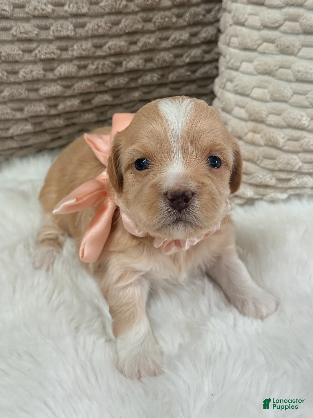 Mixed Breed dogs for sale: Bella  - Ad 1