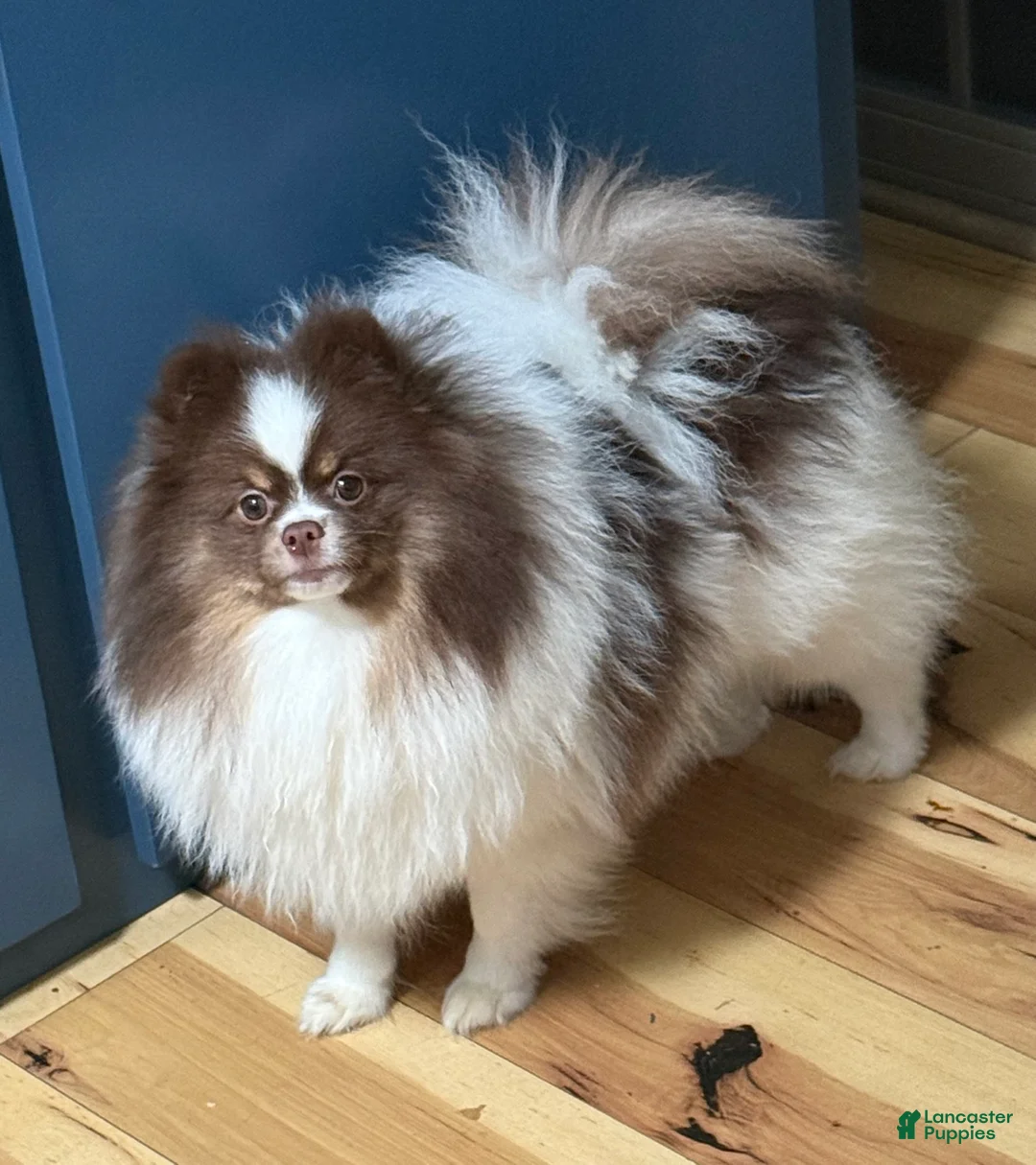 Pomeranian dogs for sale: Pomeranian Puppy 1 - Ad 1