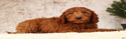 Mini Goldendoodle dogs for sale: Carson - Ad 3