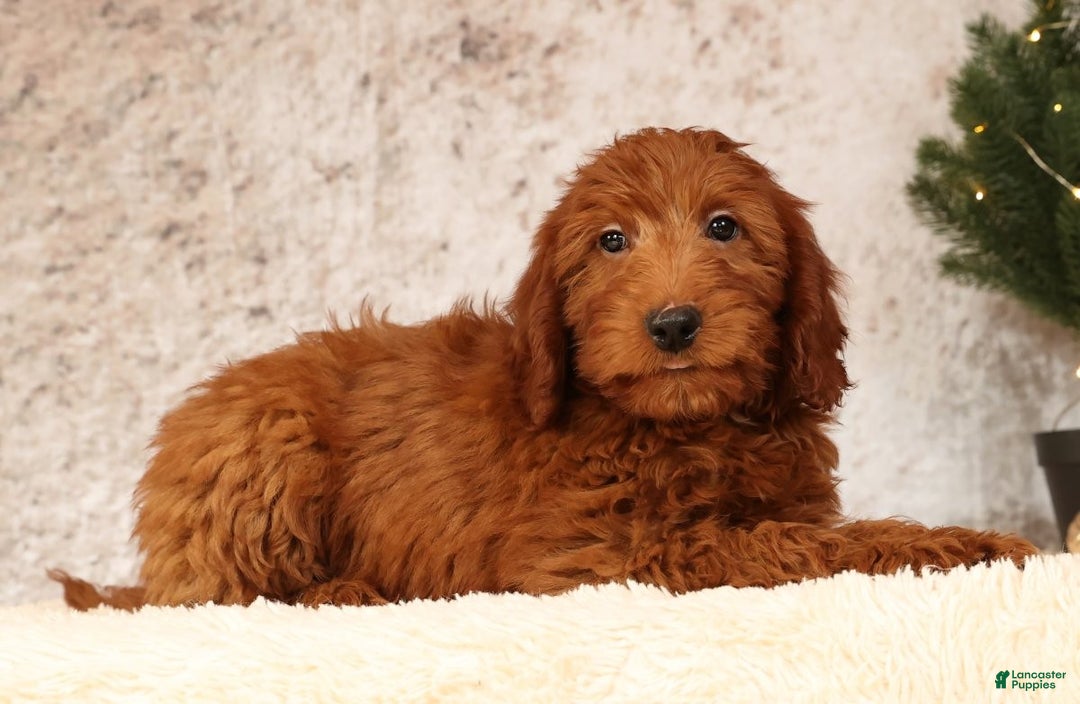 Mini Goldendoodle dogs for sale: Carson - Ad 3
