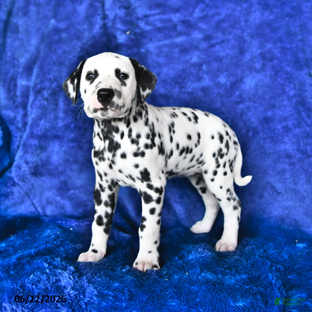 Dalmatian dogs for sale: Cookie - Ad 2