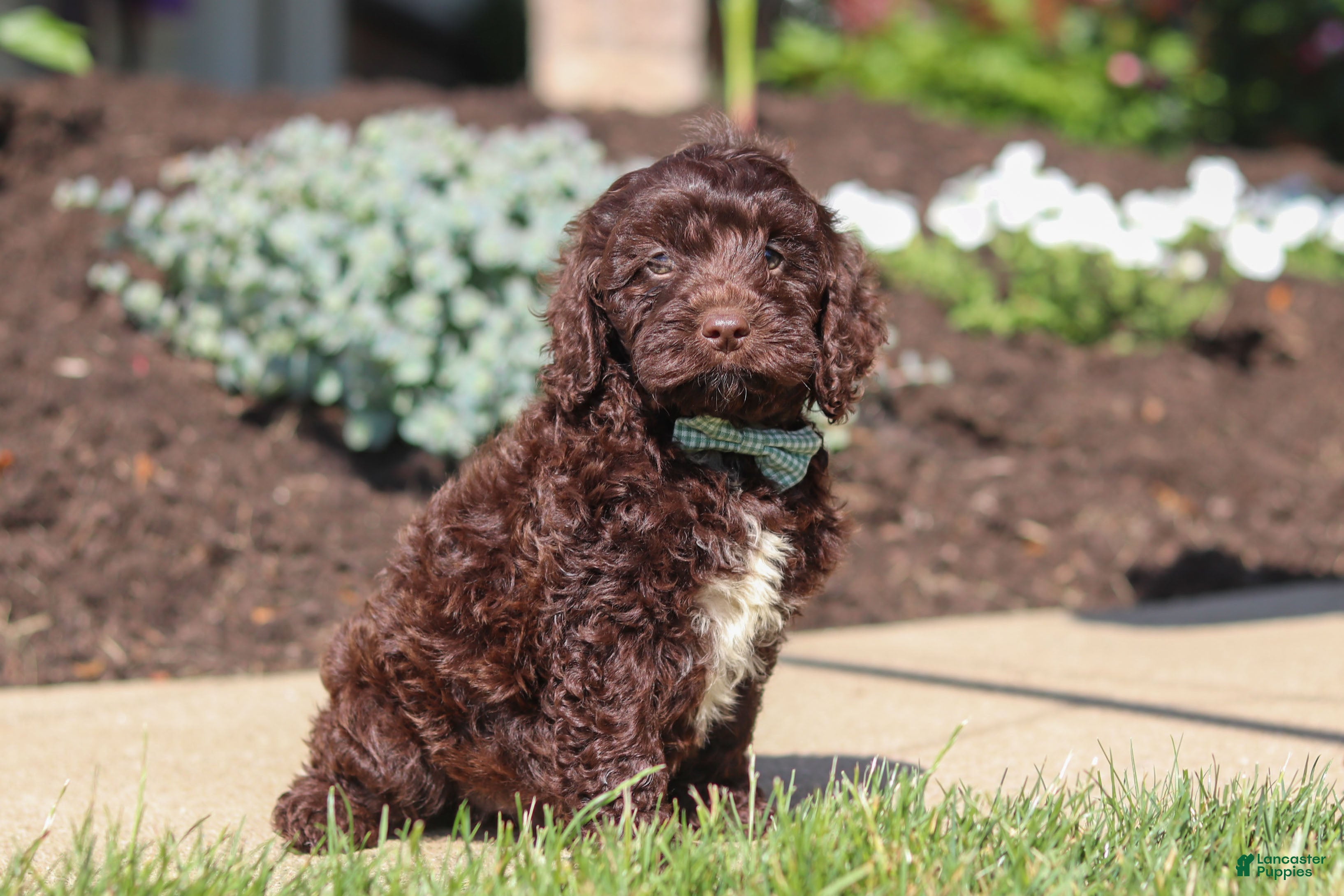 Cockapoo dogs Teddy - Ad 2