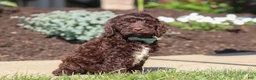Cockapoo dogs for sale: Teddy - Ad 2