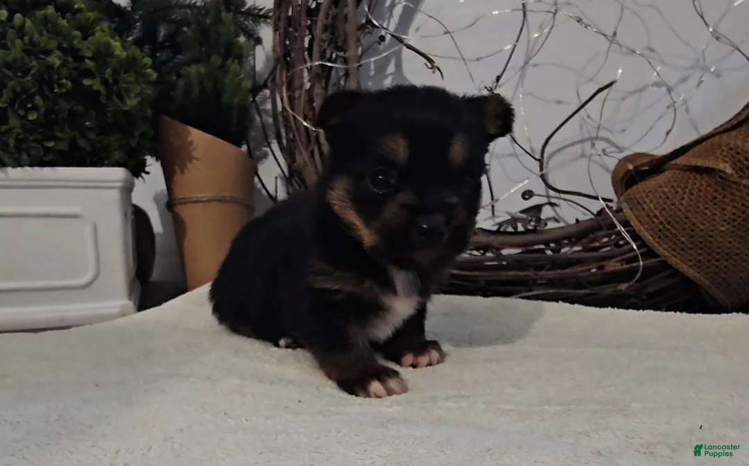 Mixed Breed dogs for sale: Lolly - Ad 4