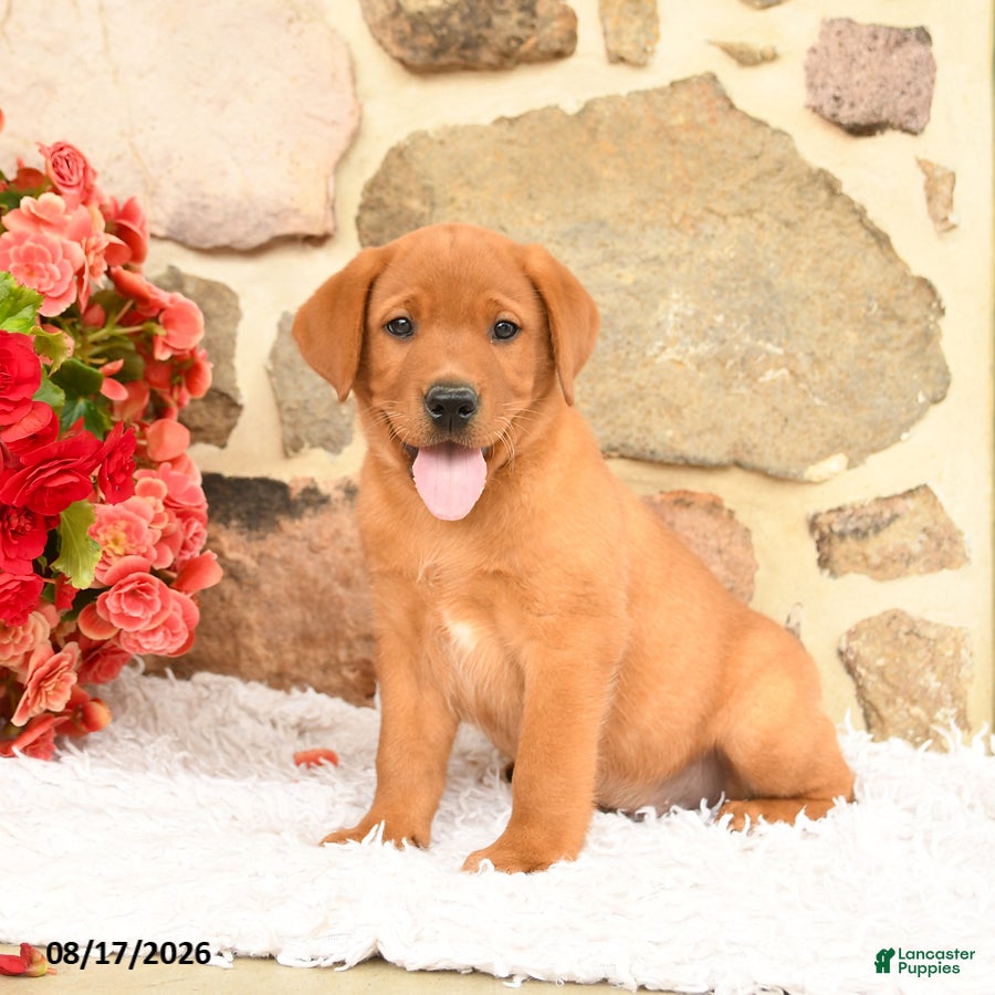 Labrador Retriever dogs Thumper - Ad 1