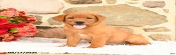 Labrador Retriever dogs for sale: Thumper - Ad 1