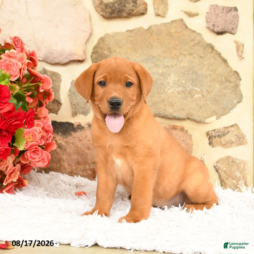 Labrador Retriever dogs for sale: Thumper - Ad 1