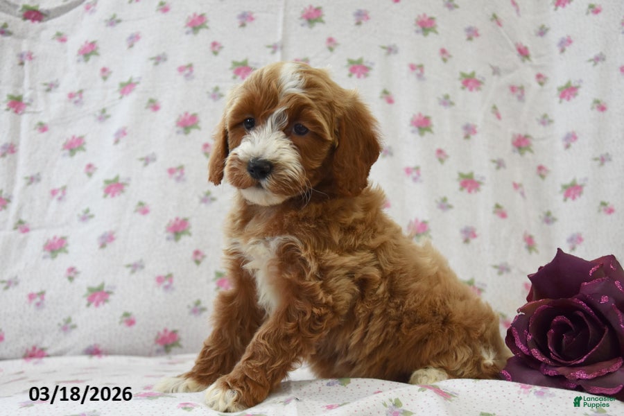 Cavapoo dogs Carla - Ad 2