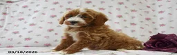 Cavapoo dogs for sale: Carla - Ad 2