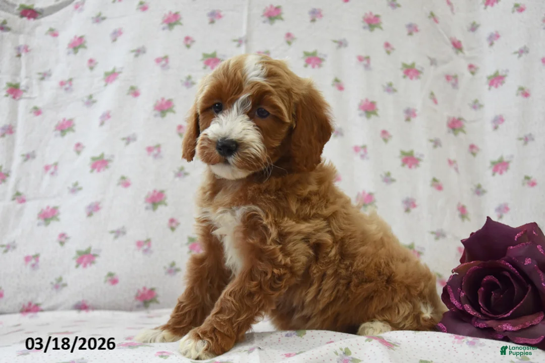 Cavapoo dogs for sale: Carla - Ad 2