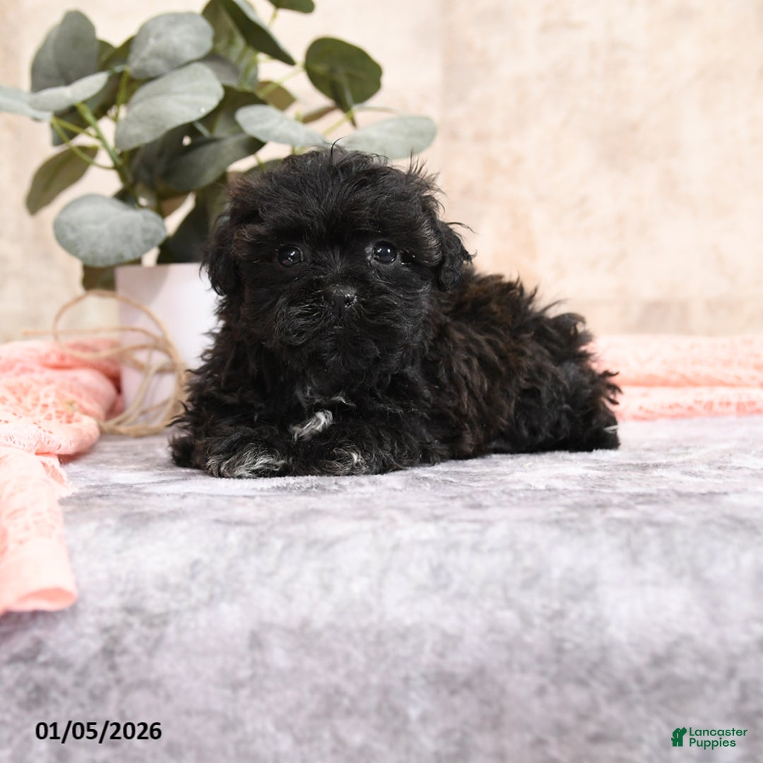Teddy Bear dogs for sale: Maggie - Ad 2