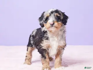 Mini Bernedoodle dogs Polly - Ad 2