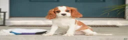 Cavalier King Charles Spaniel dogs for sale: Lincoln Cavalier King Charles Spaniel  - Ad 5