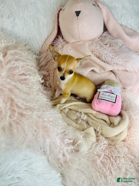 Chihuahua dogs Chihuahua Puppy 1 - Ad 1