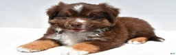 Miniature Australian Shepherd dogs for sale: Ross - Ad 6