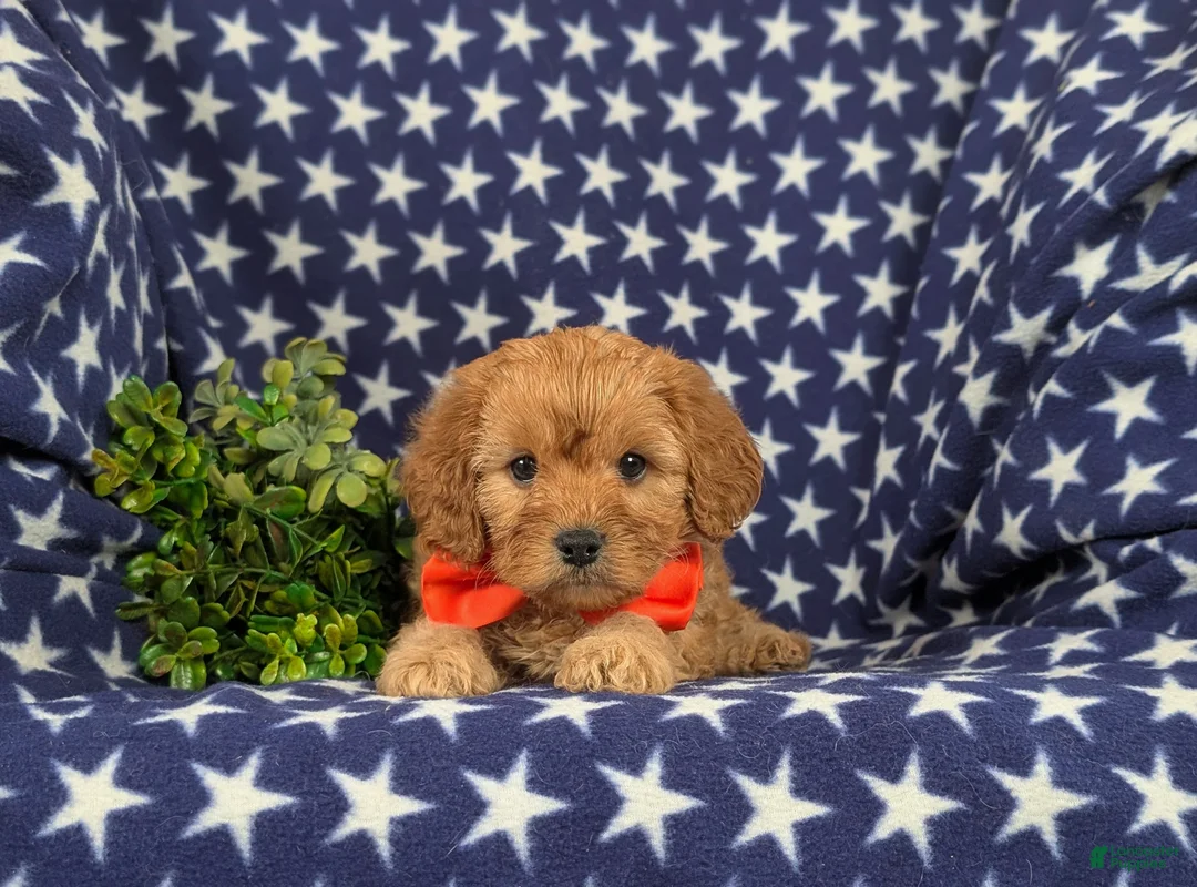 Cavapoo dogs for sale: Enzo - Ad 5