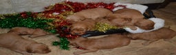 Golden Retriever dogs for sale: Ruby - Ad 6
