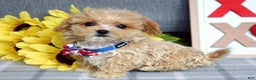 Maltipoo dogs for sale: Axel - Ad 9