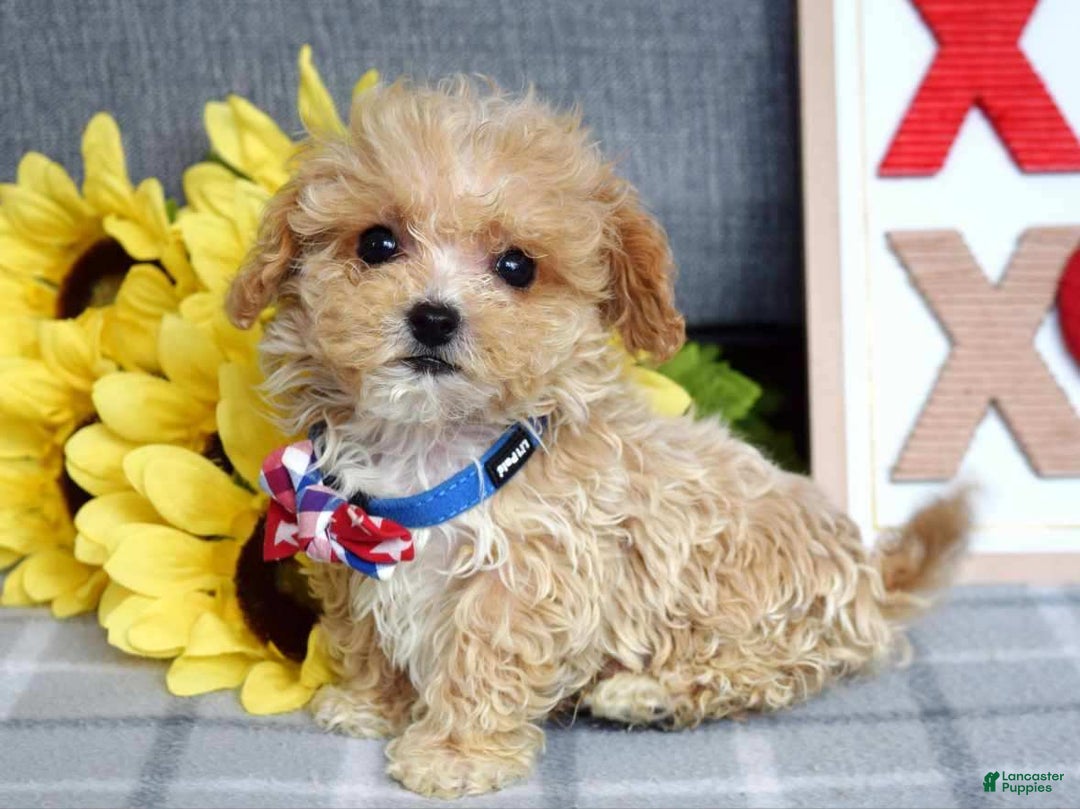 Maltipoo dogs for sale: Axel - Ad 9
