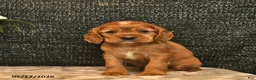 Cockalier dogs for sale: Valentino - Ad 2