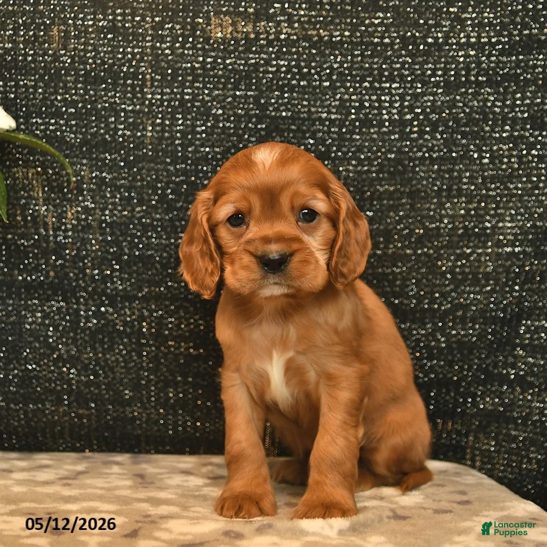 Cockalier dogs for sale: Valentino - Ad 2