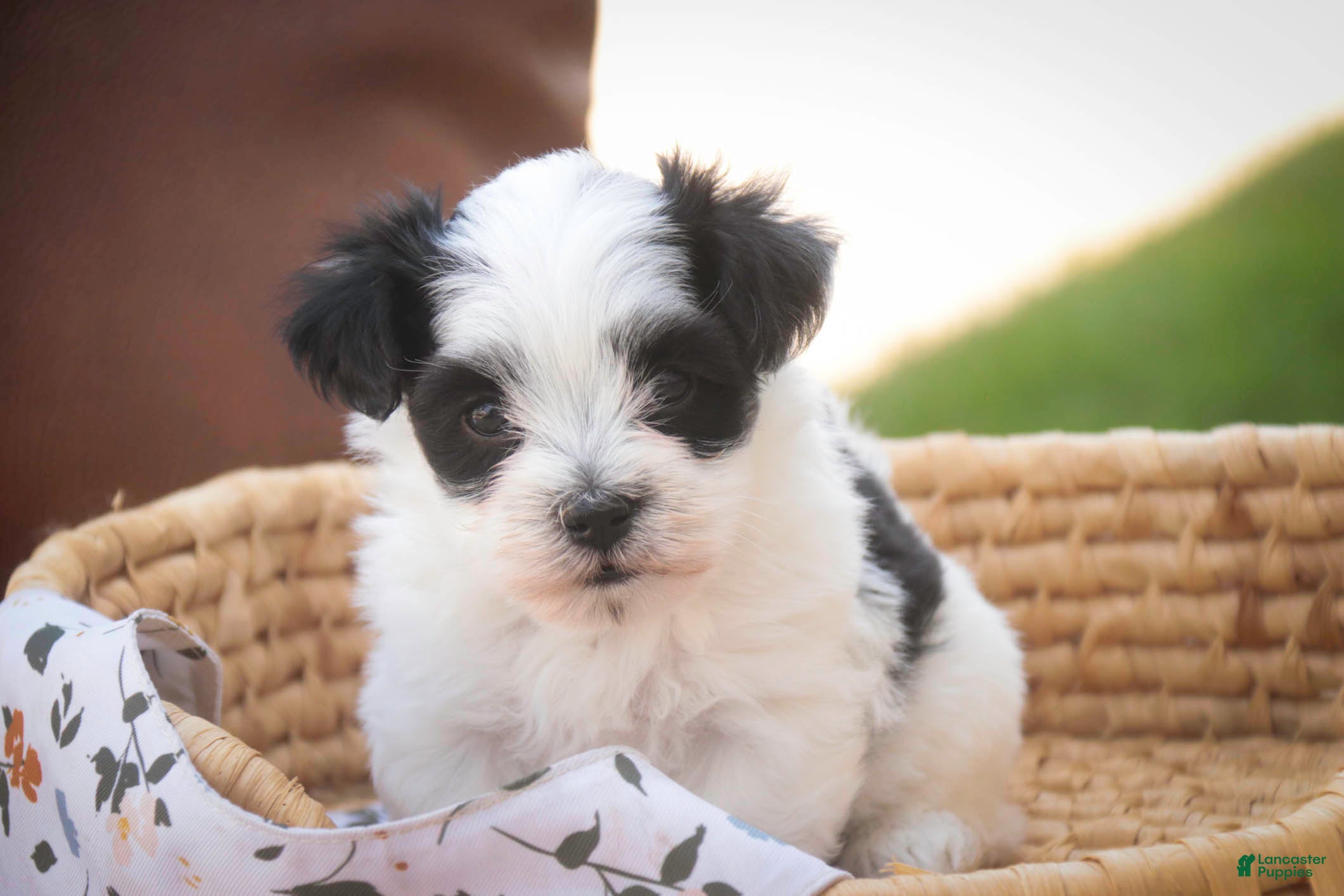 Havanese dogs Libby Havanese  - Ad 2