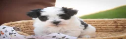 Havanese dogs for sale: Libby Havanese  - Ad 13