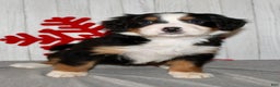 Bernese Mountain Dog dogs for sale: Lila - Ad 8
