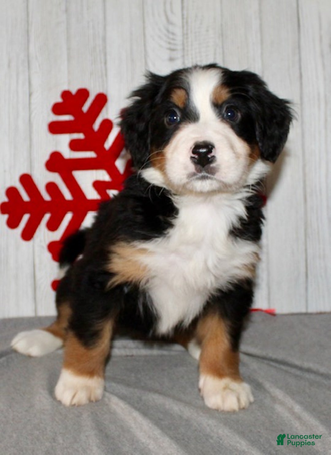 Bernese Mountain Dog dogs for sale: Lila - Ad 8