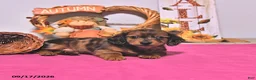 Dachshund dogs for sale: Mitch - Ad 3