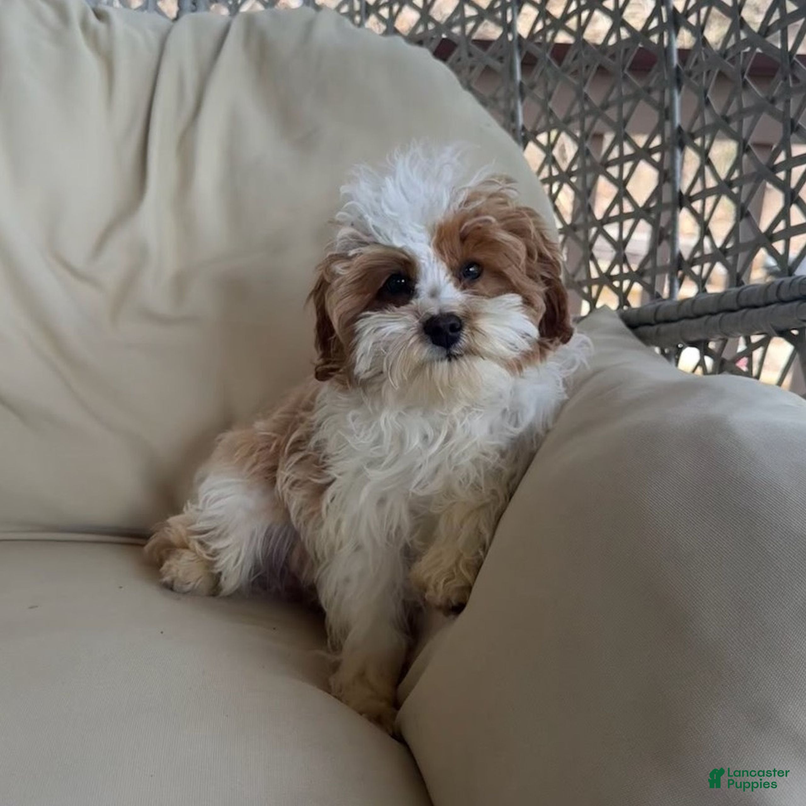 Cavapoo dogs Sam  - Ad 1