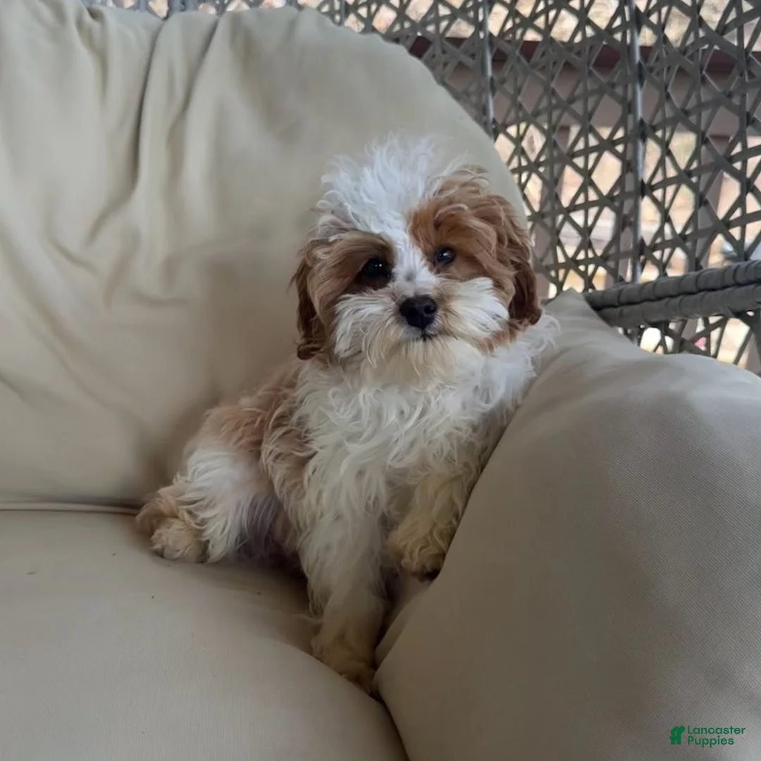 Cavapoo dogs for sale: Sam  - Ad 1