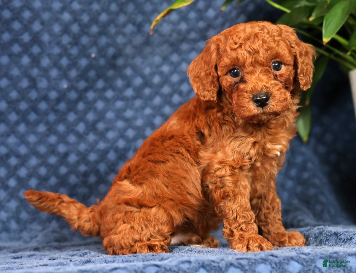 Cavapoo dogs Scotty - Ad 2