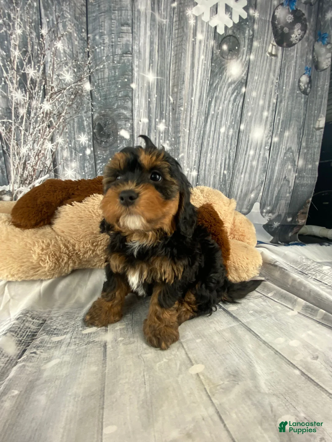 Cavapoo dogs for sale: Remy - Ad 5