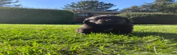 Newfoundland dogs for sale: Olivia - Ad 4