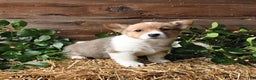 Welsh Corgi Pembroke dogs for sale: Savannah - Ad 3