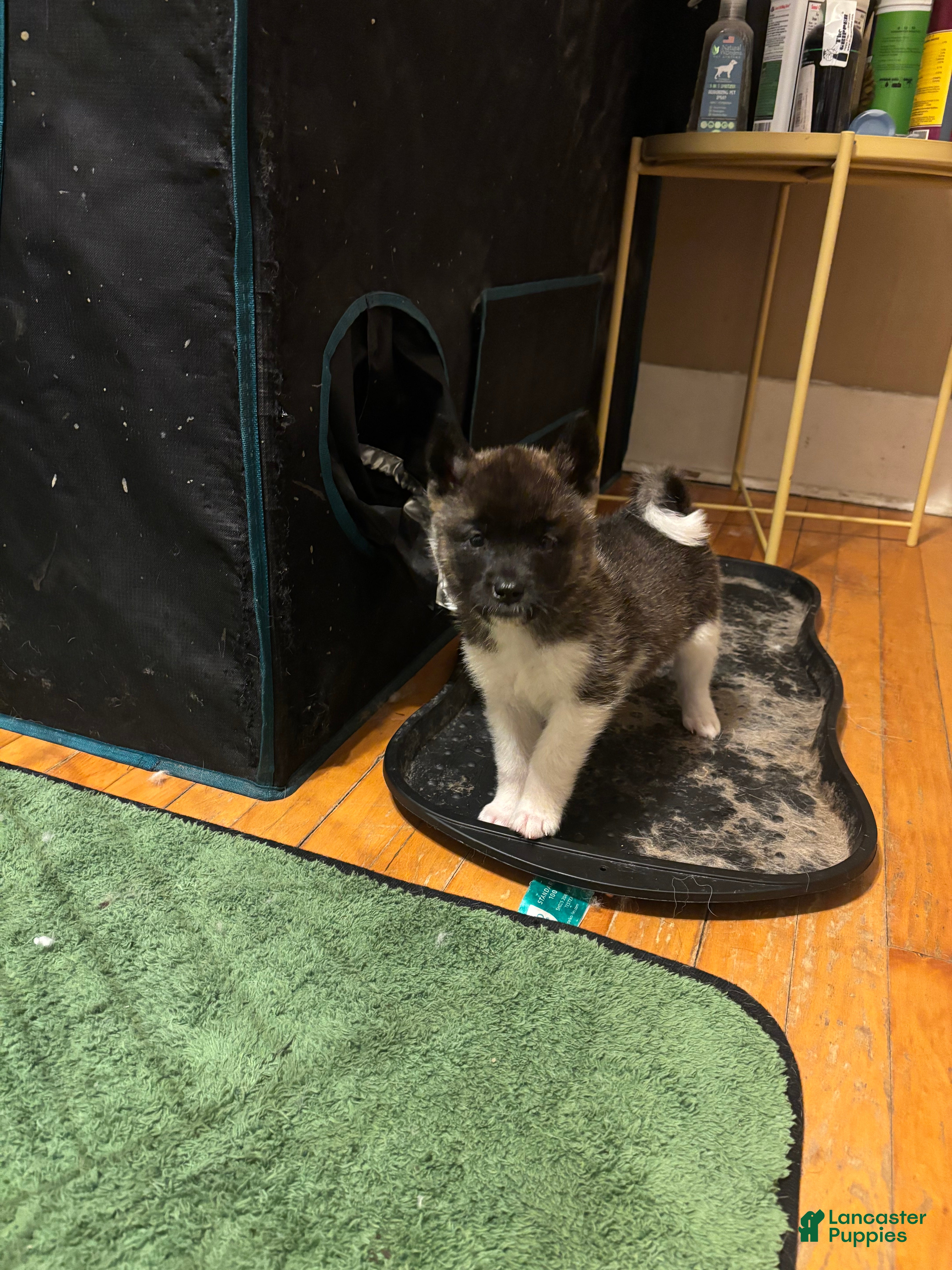 Akita dogs Akita Puppy 1 - Ad 31