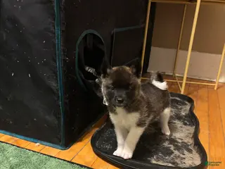 Akita dogs Akita Puppy 1 - Ad 31