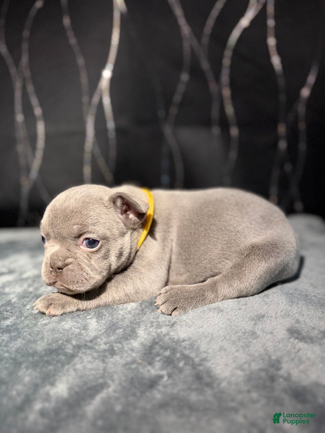 French Bulldog dogs for sale: KALI - Ad 2