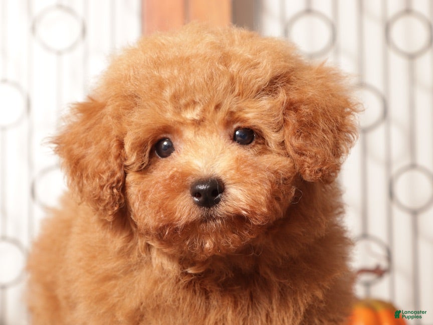 Miniature Poodle dogs Pops AKC Male Miniature Poodle Puppy  - Ad 18