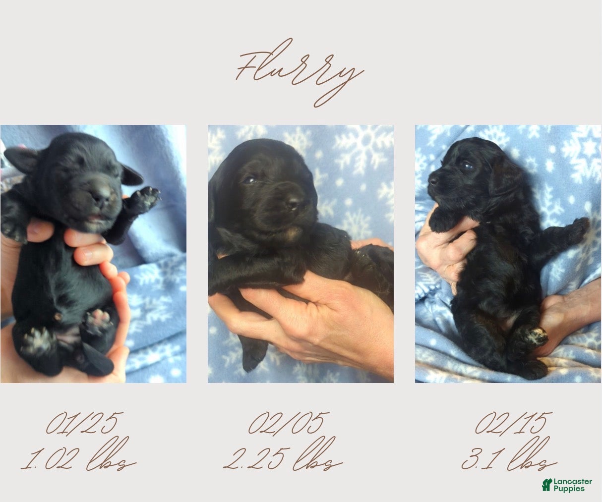 Bernedoodle dogs Fluffy - Ad 1