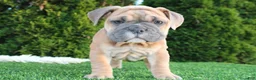 English Bulldog dogs for sale: Dallas - Ad 8