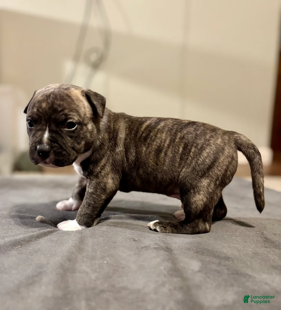 American Bully dogs for sale: Dock - Ad 2