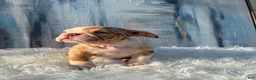English Bulldog dogs for sale: Loli - Ad 1