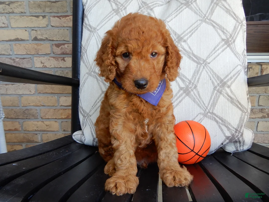 Mini Goldendoodle dogs for sale: Gus-MEDIUM - Ad 1