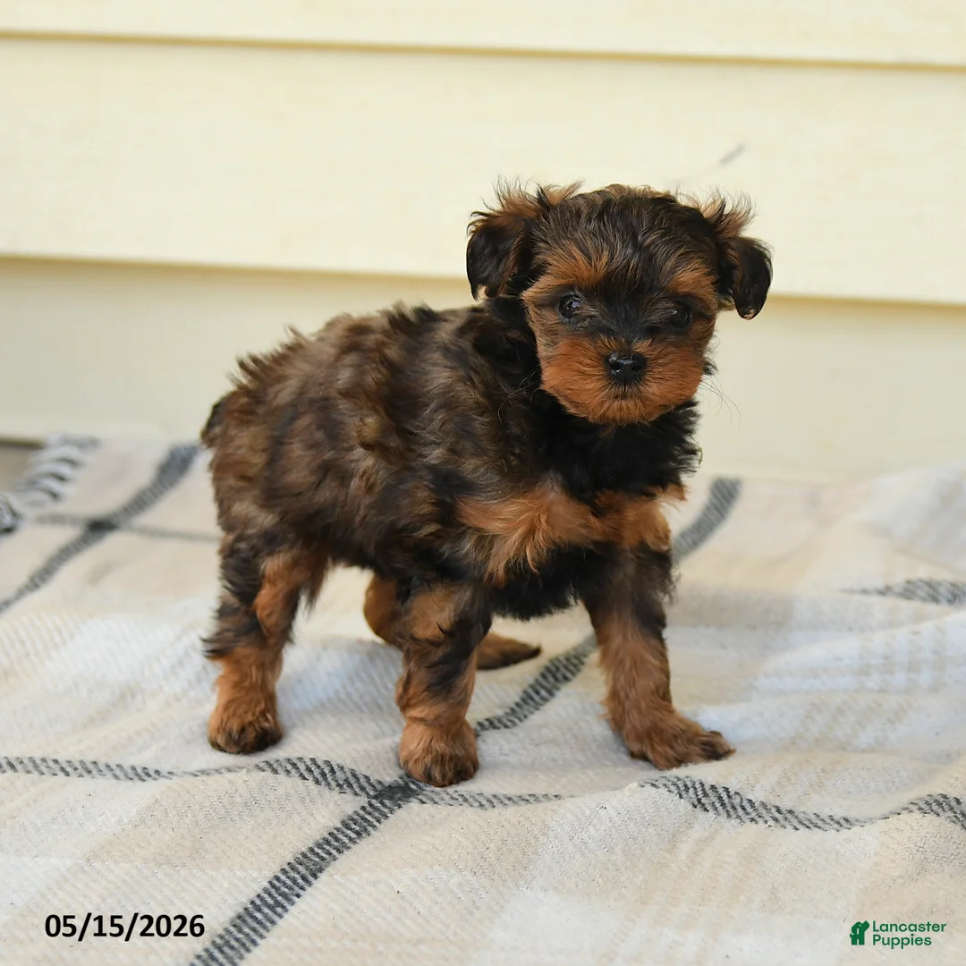Yorkiepoo dogs for sale: Cecilia - Ad 5